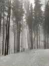 Hiking man in forest covered in snow during winter. Slovakia Royalty Free Stock Photo