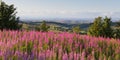 Hinkley Point Nuclear Power station fron the Quantock Hills Somerset England UK countryside with pink flowers Royalty Free Stock Photo