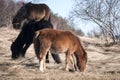 Hinnies on winter meadow Royalty Free Stock Photo