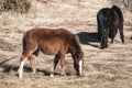 Hinnies on winter meadow Royalty Free Stock Photo