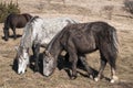 Hinnies on winter meadow Royalty Free Stock Photo