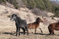 Hinnies on winter meadow Royalty Free Stock Photo