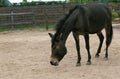 Hinny, Crossbreed of Male Horse and Jenny Royalty Free Stock Photo