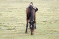 Hinny on pasture in Simien mountains