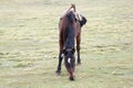 Hinny on pasture in Simien mountains