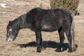 Hinny on winter meadow Royalty Free Stock Photo