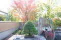 Hinoki cypress bonsai in Omiya bonsai village