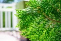 Hinoki cypress Royalty Free Stock Photo