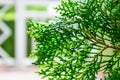 Hinoki cypress Royalty Free Stock Photo