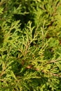 Hinoki cypress Pygmaea Royalty Free Stock Photo