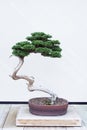 Hinoki False Cypress Bonsai Tree