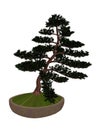 Hinoki false cypress tree bonsai - 3D render Royalty Free Stock Photo