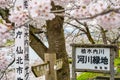 Hinokinai River riverbank in springtime cherry blossom season sunny day