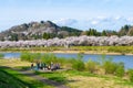 Hinokinai River riverbank in springtime cherry blossom season sunny day