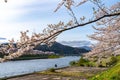 Hinokinai River riverbank in springtime cherry blossom season sunny day