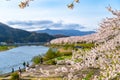 Hinokinai River riverbank in springtime cherry blossom season sunny day