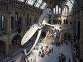 Hintze Hall at the Natural History Museum in London