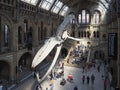 Hintze Hall at the Natural History Museum in London