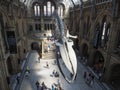 Hintze Hall at the Natural History Museum in London