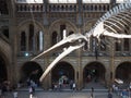 Hintze Hall at the Natural History Museum in London