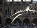 Hintze Hall at the Natural History Museum in London