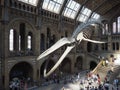 Hintze Hall at the Natural History Museum in London