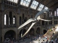 Hintze Hall at the Natural History Museum in London