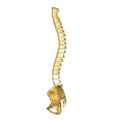 Hip with backbone Royalty Free Stock Photo