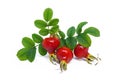 Hip berry. Three ripe red dog rose with leaves. Giant briar fruits. Royalty Free Stock Photo