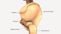 3d illustration of human body hip bone anatomy