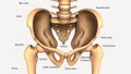 3d illustration of human body hip bone anatomy