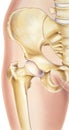 Hip - Bones and Joints Royalty Free Stock Photo