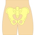 Hip bones structure. Front view. Human anatomy scheme. Main pelvic bones - sacrum, ilium, coccyx, pubis, ischium. Vector