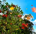 hip bush with red berries and green leaves on a blue sky background autumn leaves fall Royalty Free Stock Photo