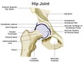 Hip Joint Anatomy Infographic Diagram