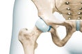 Hip joint close-up 3D rendering illustration isolated on white with copy space. Human skeleton and pelvis anatomy, medical diagram Royalty Free Stock Photo