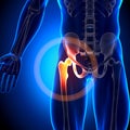 Hip Joint / Femur - Anatomy Bones Royalty Free Stock Photo