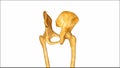 Hip Joint