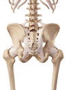 The hip ligaments