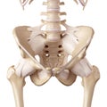 The hip ligaments Royalty Free Stock Photo