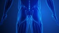 Hip Muscle Pain with blue background Royalty Free Stock Photo