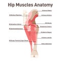 Hip muscles. Didactic scheme of anatomy of human muscular system