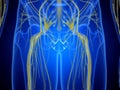 The hip nerves Royalty Free Stock Photo