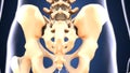 3d illustration of skeleton hip bone anatomy