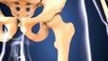 3d illustration of skeleton hip bone anatomy