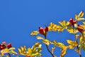 Hip rose fruits Royalty Free Stock Photo