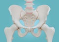 Hip Skeleton on blue background.