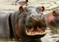 Hipo in the pool Royalty Free Stock Photo