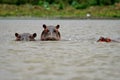 Hipo in the pool Royalty Free Stock Photo