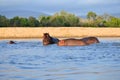 Hipo in the pool Royalty Free Stock Photo